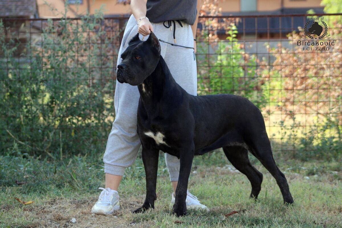 Destiny X Empire of Birčaković