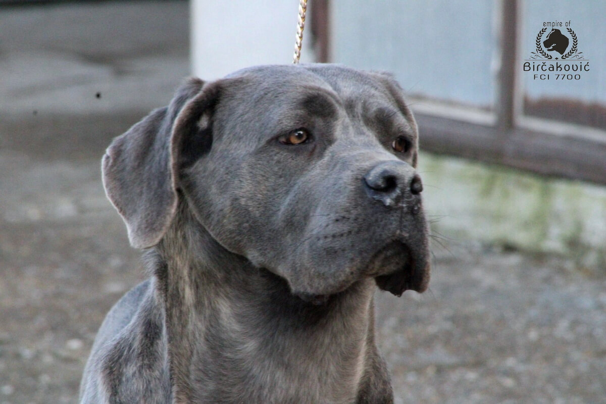 Jolanda Corso Sotto La Torre